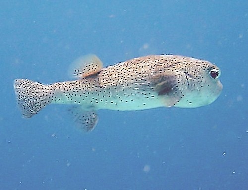 Puffer fish is fraudulently used to replace monkfish