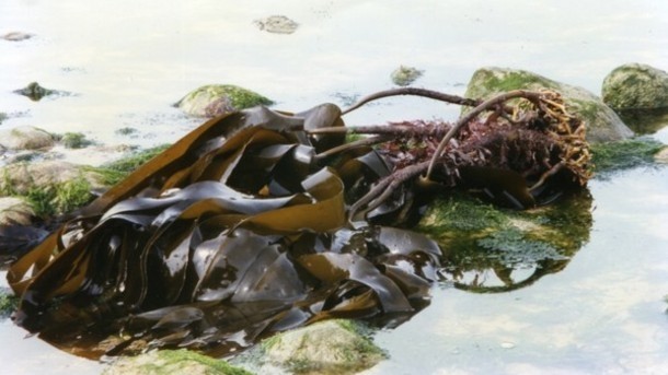 Fat-busting seaweed: Scientists identify fat-blocking seaweed alginates