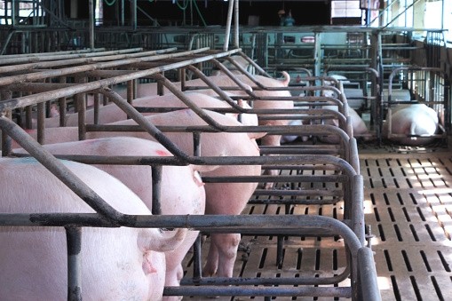 Sweeping changes to livestock production are often called for by animal activists  
