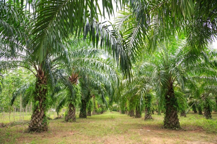 Nestlé has said IOI's action plan on palm oil and deforestation does not go far enough, and will phase out all contracts with the Malaysian-based supplier by the end of August. © iStock