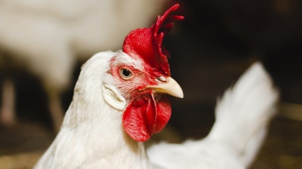 The US has dealt with its worst outbreak of bird flu this year