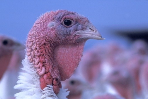 Up to 250,000 birds, including 60,000 turkeys, will be killed to stop the spread of bird flu