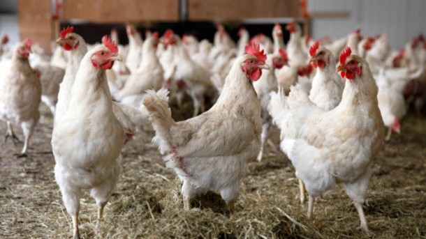 Broiler production is one of the few good news stories associated with Brazil's economy