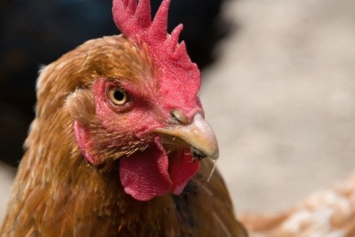 Precautions taken to prevent future outbreaks of avian influenza 