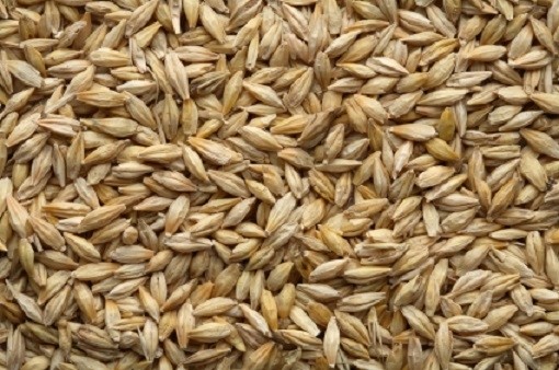 "Barley doesn’t have same functional gluten that wheat does. So if you’re making bread, you have to be mindful of amount of barley you use," said Elizabeth Arndt, director of R&D at ConAgra Foods, which markets the Sustagrain barley variety.