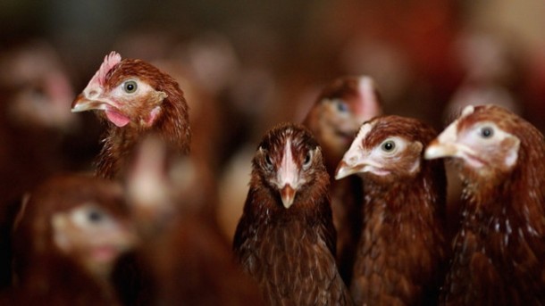 The US government claims to have developed a bird flu vaccine that is 100% effective for chickens