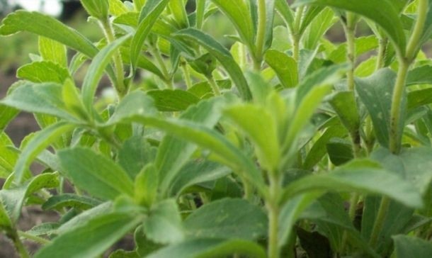 GLG: We'll be able to breed stevia plants with more Reb D, Reb M