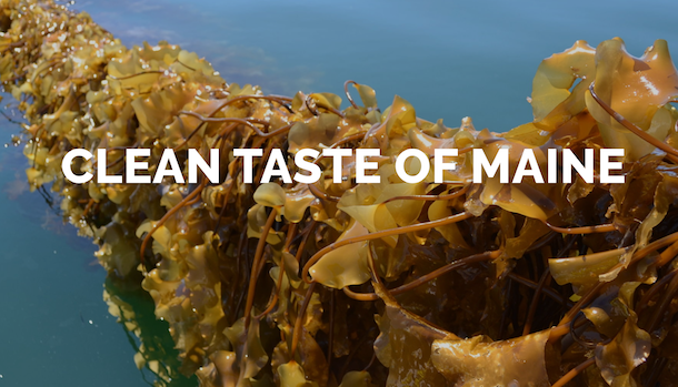 Ocean's Balance to showcase kelp puree at IFT 2017