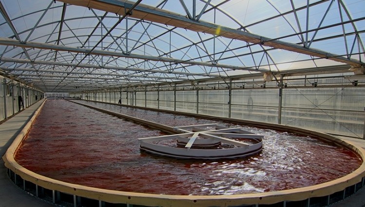 Heliae cultivates Haematococcus pluvias in open ponds within greenhouses at its plant in Arizona.  Heliae photo.