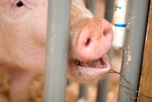 New Jersey vets back sow stall ban proposal