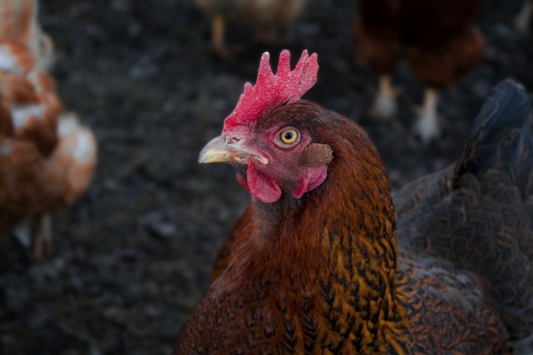 So far, avian influenza has been confirmed in 14 US states