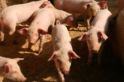 US pork prices regain momentum