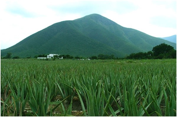 Improve Aloe fields in Jaumave, Mexico