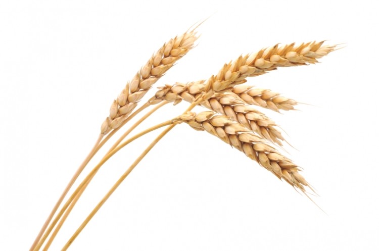 Color, texture and appearance right through to processing and shelf-life can be impacted by whole grains. Bakers need to carefully consider formulation and processing, and it's probably easier to start from scratch, say experts