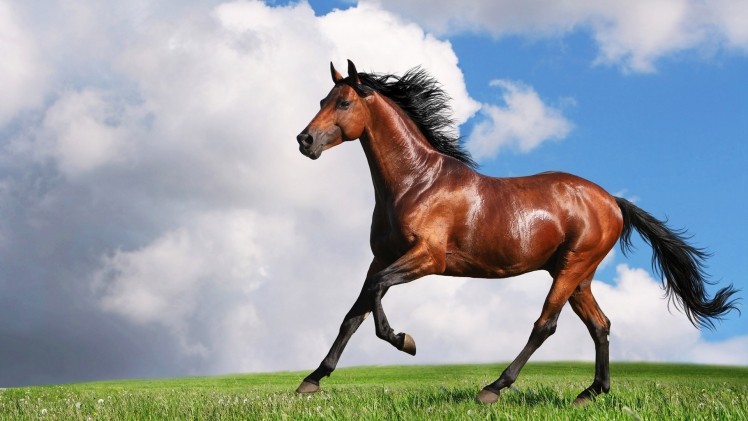 Unlabelled horsemeat was detected in a range of meat samples