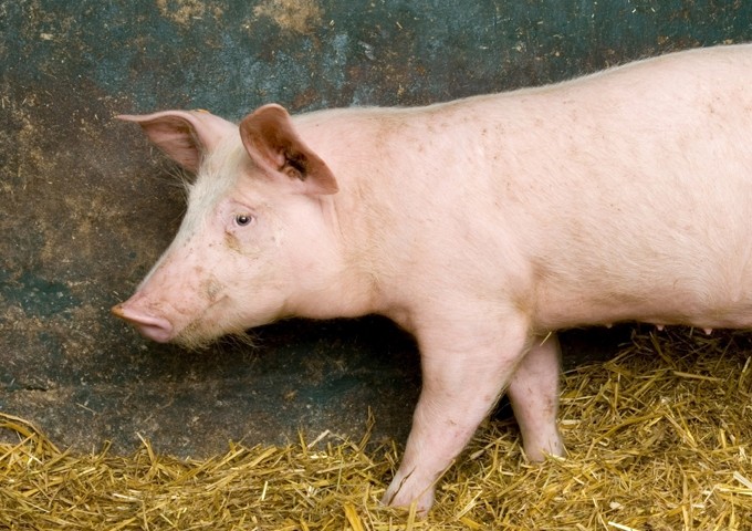 US restricts antibiotics for livestock