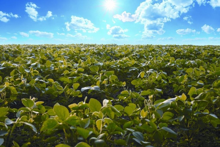 A renewed emphasis on protein quality coupled with a search for sustainable alternatives augers well for soy-based proteins, DuPont says.  DuPont photo.