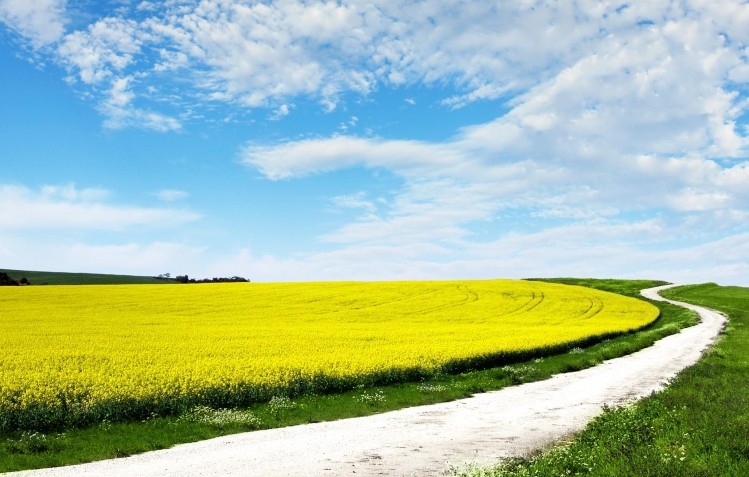 Cargill's tool can uncover new sustainability opportunities even within well known supply chains, such as canola.