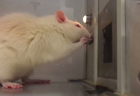 The Microtiter Operant Gustometer (MOG) uses rats trained to become expert taste testers and creates a "significant opportunity to streamline the flavor discovery process", claims Opertech Bio