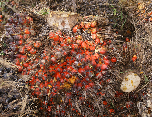 RSPO said it would welcome discussion with investors to transform palm oil supply