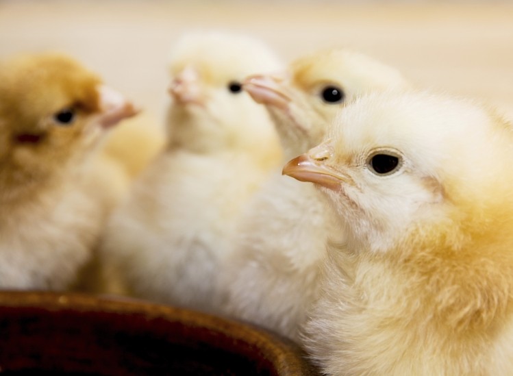 Concerns over animal cruelty have led to a call for new methods of killing chicks