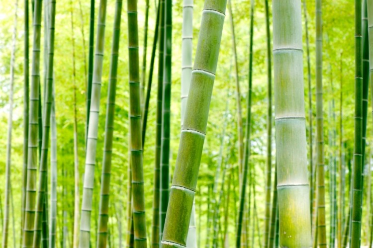 What does bamboo taste like? "Clean, fresh, bright and cool"