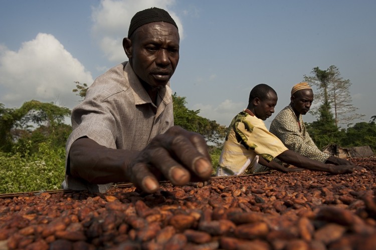 Cocoa price needs to double, says Fairtrade CEO as organization gears up to revise premiums. Photo credit: Eric St-Pierre