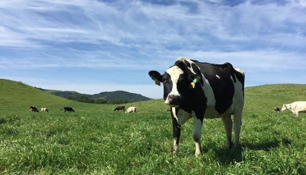 Clover Stornetta Farms makes non-GMO dairy pledge