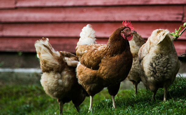 USDA reassures poultry farmers in face of avian flu
