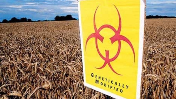 Genetically modified crops have 'significant' benefits in terms of improving crop yield, farmer profits, and reducing pesticide use, according to a new review of 147 trials.