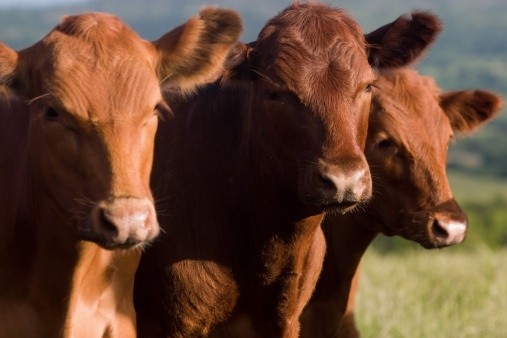Kazakhstan plans to import as many as 10,000 Angus and Hereford cows from the US and Australia
