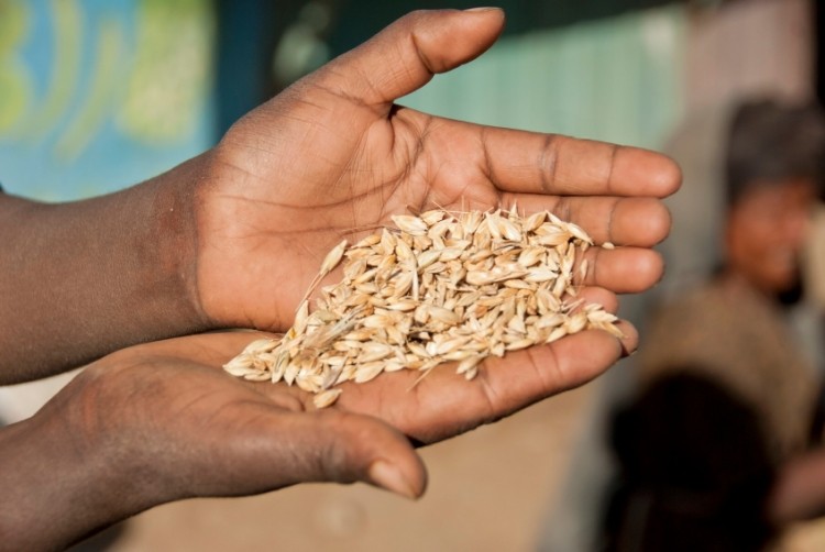 According to the incidence of grain ingredients in products applying to use the Whole Grain Stamp, teff more than tripled in incidence this year compared to the sum of all the previous years, data from the Whole Grains Council revealed. Photo: iStock