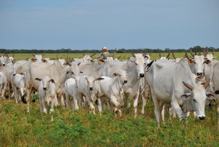 Brazilian cattle in Bahia 