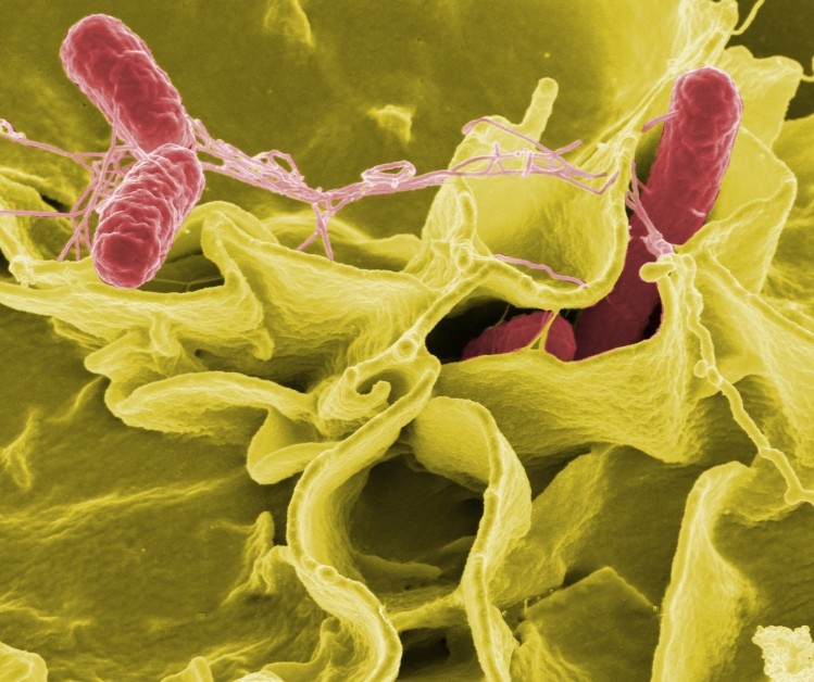 The bacterial pathogen most frequently identified in outbreaks was Salmonella spp