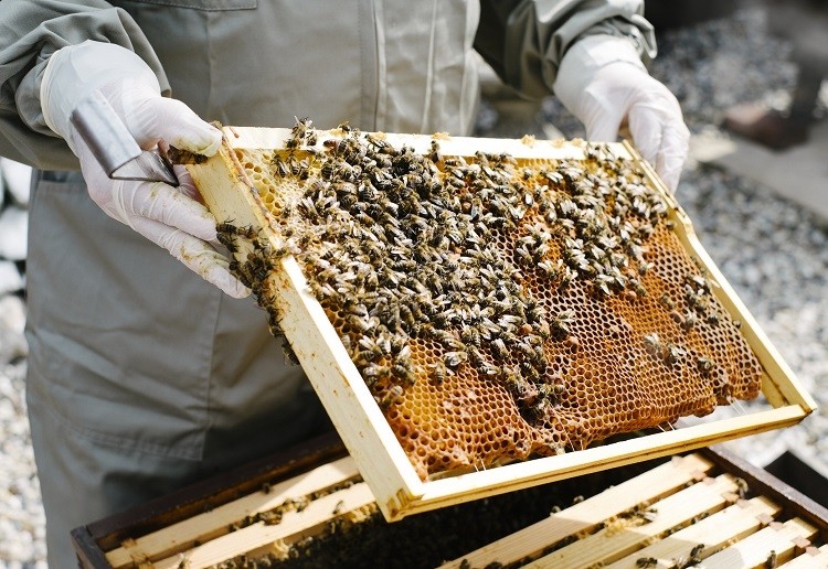 honeybees Gary Yeowell