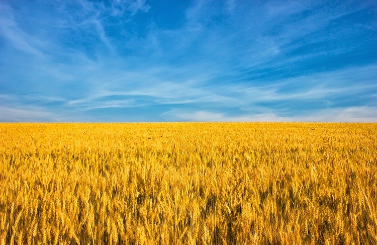 ukraine flag wheat alzay