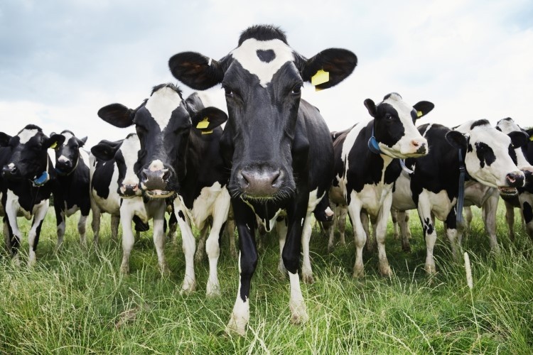 A quarter of organic dairies in the northeast may sell out or return to conventional farming, NODPA's Ed Maltby said. Photo: GettyImages/Anthony Lee