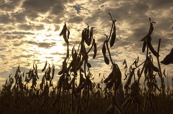 Soy field: Picture: United Soybean Board