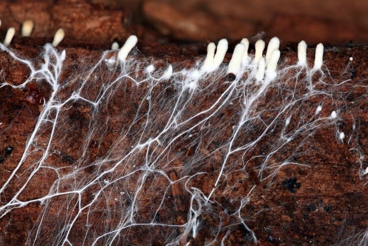 PureTaste uses mycelium (the filament-like roots) from an heirloom variety of Shiitake mushroom that convert feedstock containing pea and rice protein into a high-quality, complete vegan protein. Picture: GettyImages-kichigin/