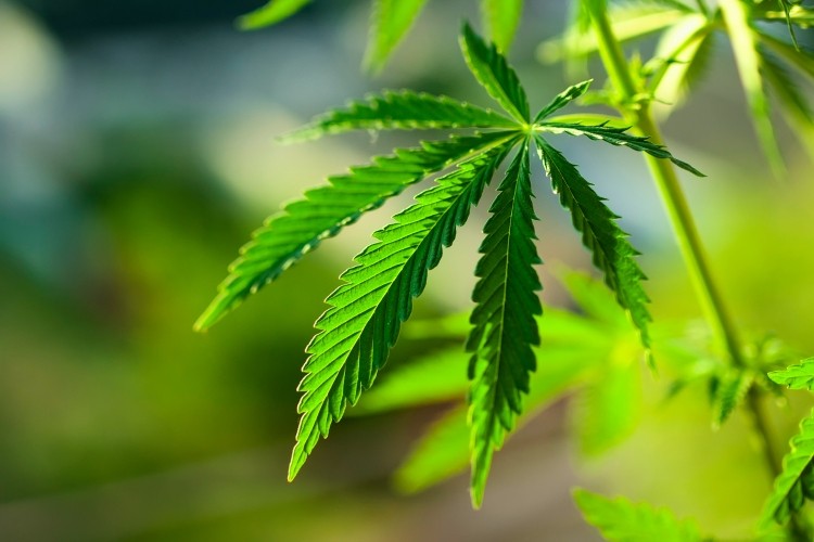 'The term ‘hemp oil’ has come to be used ambiguously, in many cases referring to hemp-derived CBD oil, but most often referring to hemp seed oil...' (Picture: Getty Images / Aleksandr_Kravtsov)