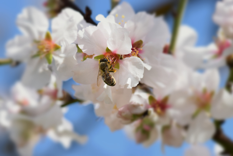 As almond trees blossom in late Feb/early March, honey bees forage for pollen and nectar in the orchard. When the bees move from tree to tree, they pollinate almond blossoms along the way. Each fertilized flower will grow into an almond. Picture: GettyImages -dimitris_k