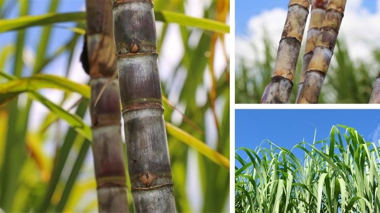 Sugar cane distillates can block bitterness, while cane molasses distillates can increase sweetness taste perception (pictures: ASR Group)