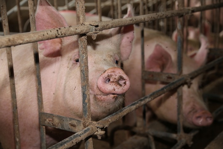 ALDF: ‘Consumers deserve transparency into industrial animal agriculture...' Image credit: GettyImages-acceptfoto