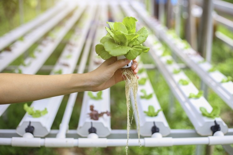 Crop One Holdings teams with Emirates Flight Catering to double production of vertical farms