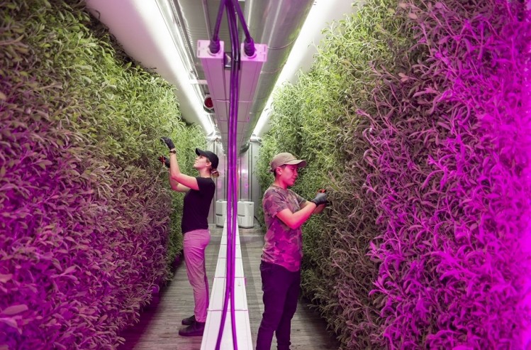 Square Roots uses refurbished shipping containers where walls of leafy greens and herbs grow through its hydroponic, LED system.