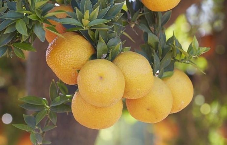  The Givaudan Citrus Variety Collection includes over 1,000 types of citrus, and occupies 22.3 acres on the University of California, Riverside campus, as well as two smaller remote sites.