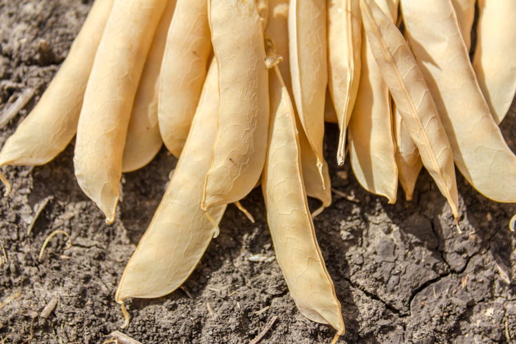 Equinom's yellow pea seeds are higher in protein / Pic: GettyImages Oleksandr_K 
