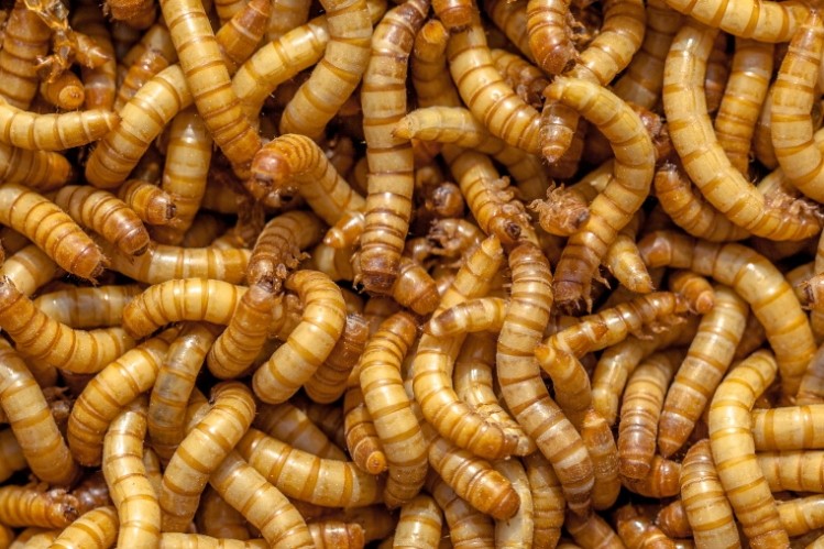 Mealworm recieves EFSA safety green light / Pic: GettyImages-Creative Nature NL 