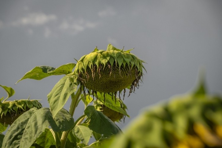 Supply chain disruptions (including sunflower oil shortages) and cost-of-living pressures have impacted the ingredients sector, forcing suppliers to overcome hurdles and reshuffle offerings to meet their customers' demands. GettyImages/Michael Nosek