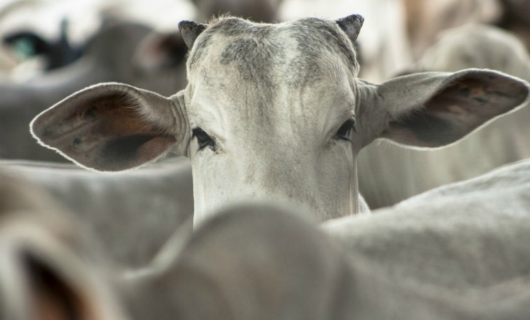Brazil boasts the second largest cattle herd in the world, and exports more than a million head of slaughter cows per year